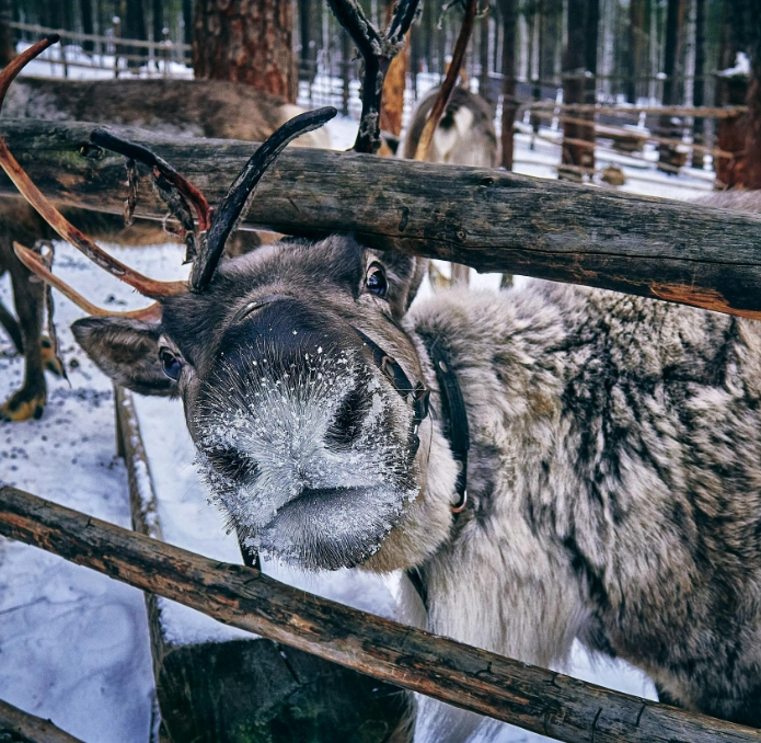 В гостях у карельского Мороза: олени, хаски и саамская деревня №4